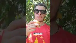 КЕШЬЮ ФРУКТ 