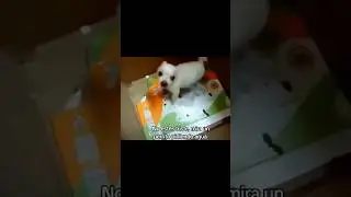 Perrito pidiendo agua #perros #perro #perritos #dog #dogs #humor #memes #viral #fyp #parati