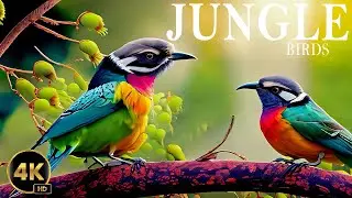 BIRDS 4K: The biggest amazing birds of the world/Birds of Rainforest/Nature Film & Nature Sounds