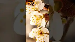 Live