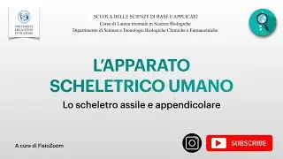 Anatomia dell'apparato scheletrico umano