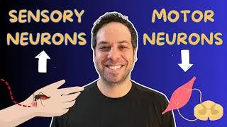 Sensory vs Motor Neurons Made Simple (Afferent & Efferent Explained Fast)