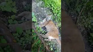 Пума Мира мурлыкает в Подмосковном сафари-парке #сафарипарк #zoo #пума #puma #забавныеживотные