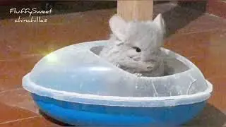 Funny walking my chinchillas💛