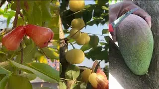 Farm fresh Ninja fruit cutting/Oddly Satisfying fruit Ninja#shorts#naturalife#farm# mixed#shorts