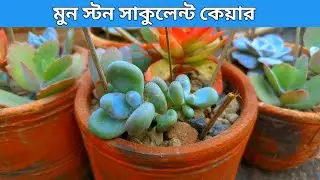 মুনস্টোন সাকুলেন্ট যত্ন || Moonstone Succulent Care