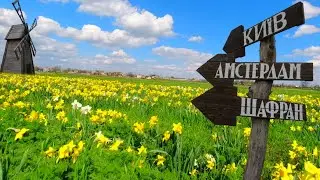 Долина нарцисів. Любимівка, Херсонщина.