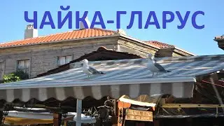 Серебристая чайка (чайка-гларус) - один из символов Несебра, Болгария