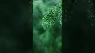 Rainy Day: Relaxing Piano Music & Soft Rain Sounds