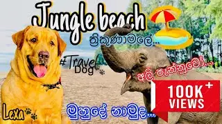 කැලෑවෙන් වටවුන සුන්දර වෙරල🏝️❤️|Travel with lexa🐾