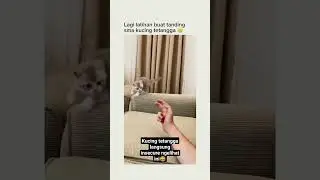 Latihan dulu biar bisa menang #catlover #catshorts #catvideo #kucingimut #kucinglucu #viralreels