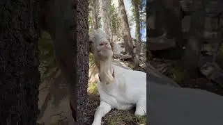 Noah in all his cuteness. #farming #dairygoats #goats #goat
