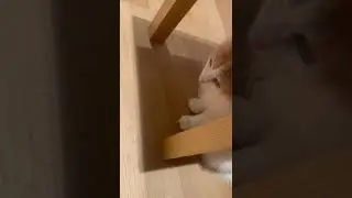 cat cafe, I tawt I saw a puddy tat