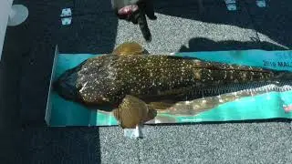 LAKE TYERS BIG FLATHEAD