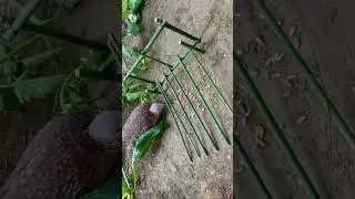 Bird Trap | Beautiful dove trap 