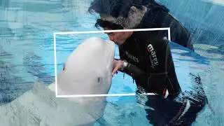 Worldwide Zoo