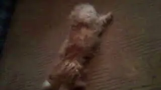Юлик танцует!