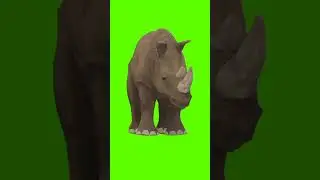 गैंडा | Rhinoceros HD Green Screen Effect | Free Copyright