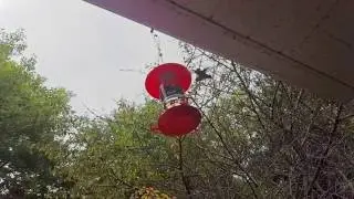 Hummingbird's fight