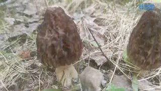 Познакомьтесь, это гриб! Сморчок конический
