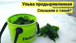 Ulva perforated. Have you heard of this one? // subtitles