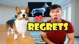 My Corgi's Cancer Made Me Regret THIS || Life After College: Ep.777