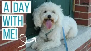 An Average Summer Day with a Maltipoo