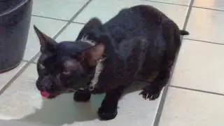 Minino🐈 qué te pasha?!😱