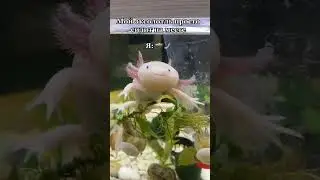 Что если не жиза 🫢 