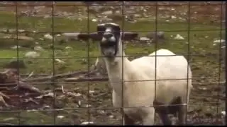 Тест на психику
