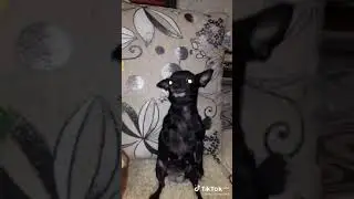 пёсик танцует с игрушечным кактусом 