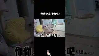 #张嘟嘟 #银渐层 #粤语 #长视频 我懂了摄像头就是我太奶…#监控下的一幕