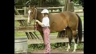 horse safety