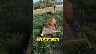 Moving pigs with a sled 