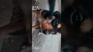 🥰#dog #doglovers #virqlshorts @Street_Dog_Pluto