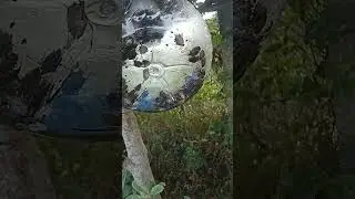 Kahverengi kokarca 286 rakimdaki durum. Terme Samsun