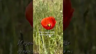 #видеооткрытки #природа #открытки #лето #открыткиспраздником #цветы #любовь