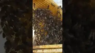 Пасека весной Случай на пасеке в апреле #анатолийстрелец