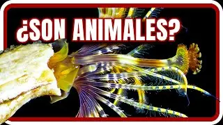 ANIMALES Que Parecen PLANTAS Pero Que Son ANIMALES XD