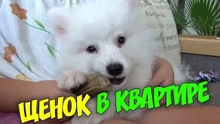 ВЛОГ Щенок Японский шпиц в квартире Знакомство с пылесосом Что грызем Первая прогулка