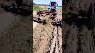 копаем картошку. #трактор #farming #т40 #картошка