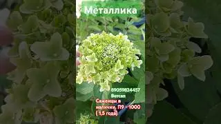 Металлика #гортензииметельчатые