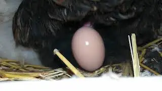 #Chicken laying an #egg