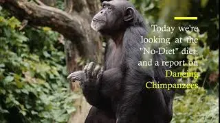 "Chimpanzee" animated text (text:HTML) demo