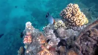 Red Sea Hurghada Egypt Coral Reef