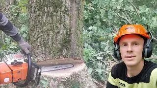 Валка дерева Дуб по направлению с бензопилой Stihl MS 361 топ 👆