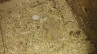 Причина гибели птенцов корелл.
