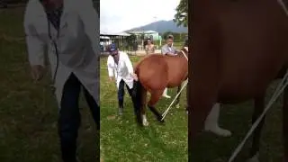 Semiología 4