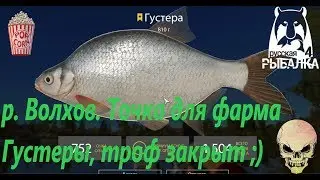 Russian Fishing 4. p. Volkhov. Point for farm Gustera. The trophy is closed.