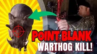 POINT BLANK - Warthog Shot at 1 yard with Bow and Arrow!!
